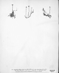Rickenella fibula image